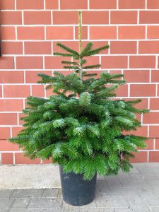 Topf Gewachsen Baum 60-80 cm Baumschule Engler Christmas Tree in pot