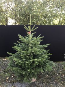 Weihnachtsbaumbörse Eslohe 2019 - Baumschule Engler Weihnachtsbaume Großhandler